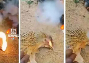 ചത്ത കോഴികളെ അമര്‍ത്തിയപ്പോള്‍ വായില്‍ നിന്നും തീയും പുകയും’; സംഭവം കര്‍ണ്ണാടകയില്‍