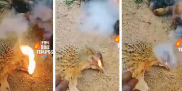 ചത്ത കോഴികളെ അമര്‍ത്തിയപ്പോള്‍ വായില്‍ നിന്നും തീയും പുകയും’; സംഭവം കര്‍ണ്ണാടകയില്‍